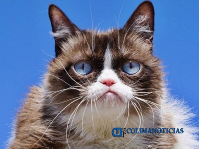 Grumpy Cat