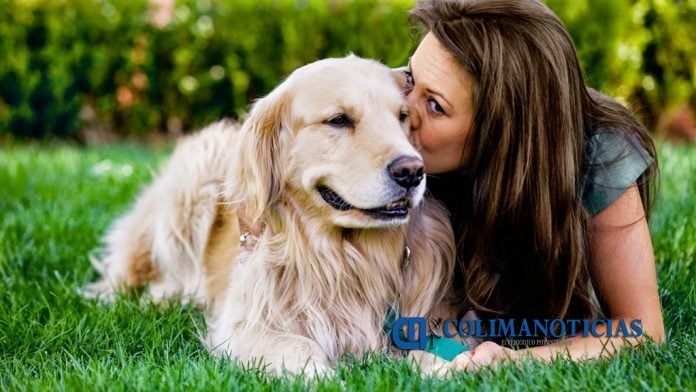 perro mascota