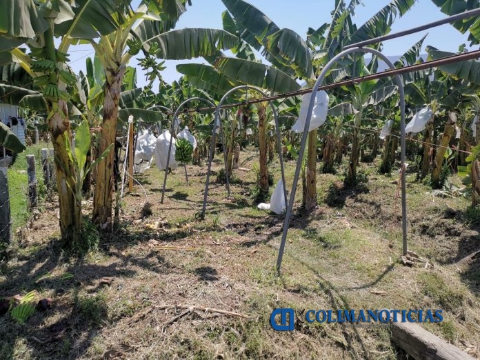 platano colimense a china