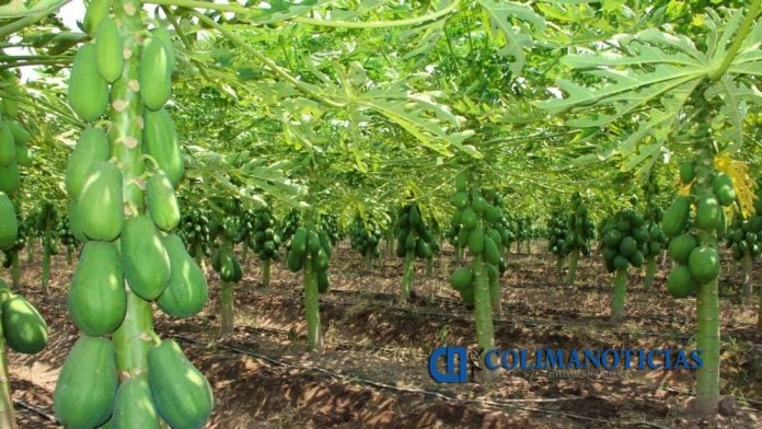 papaya