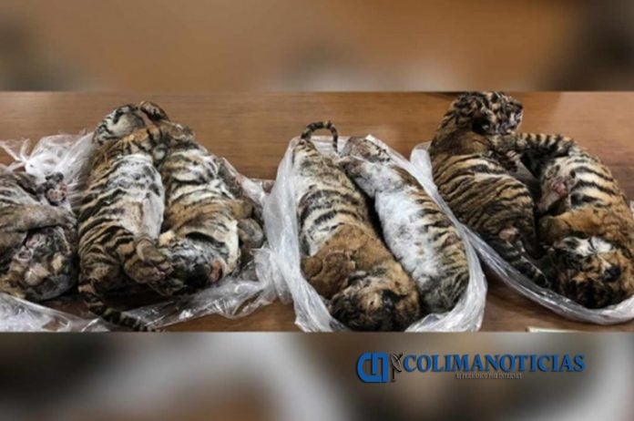 tigres bebés congelados