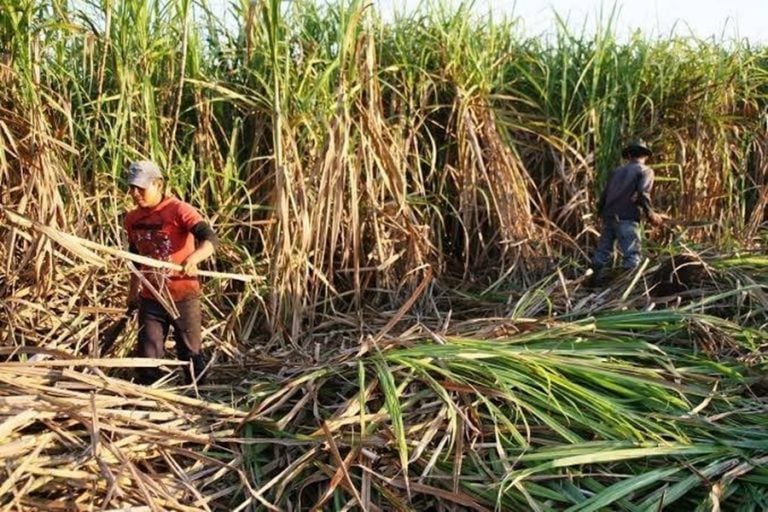 Exportación de azúcar a EE.UU. dará respiro al sector cañero y mejorará el precio para productores de Colima
