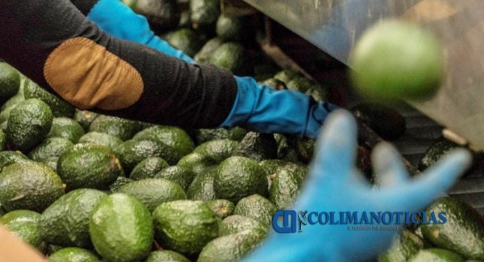 aguacate
