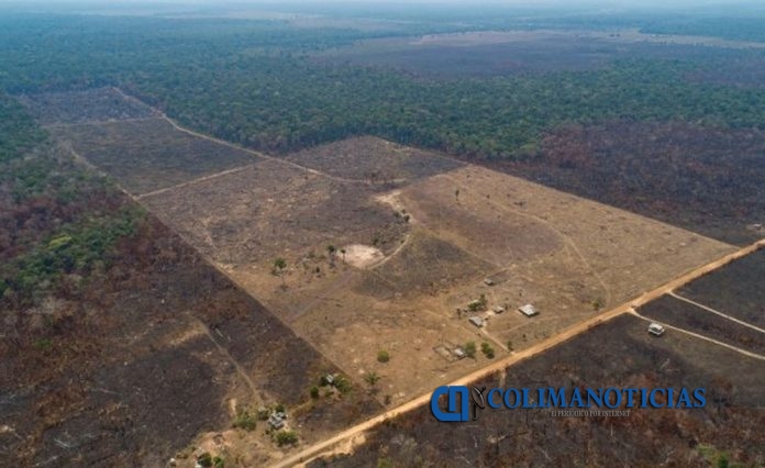 perdida de bosques