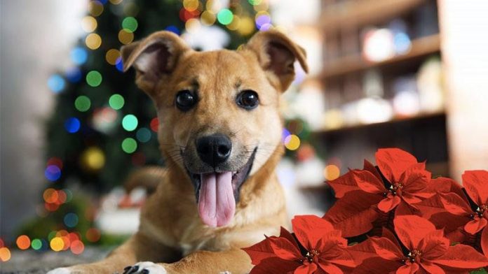 perro mascota navidad