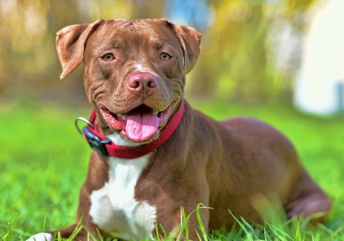 perro-pitbull-americano