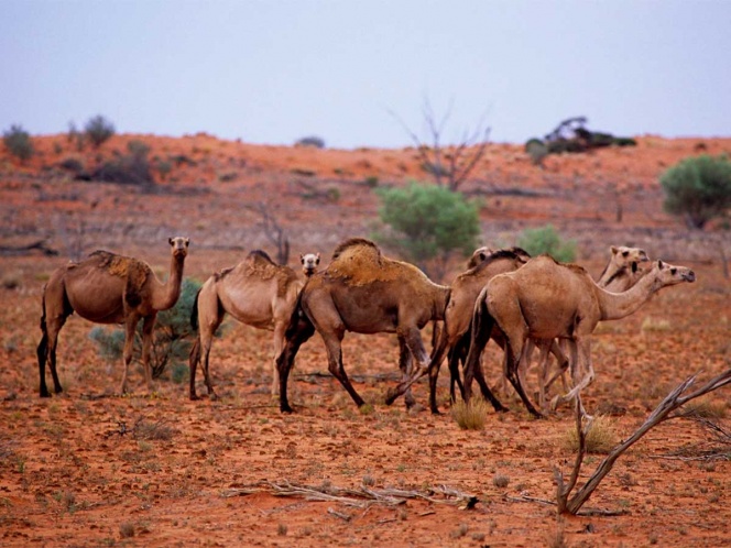 camellos