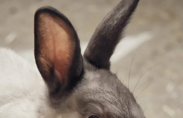 conejo