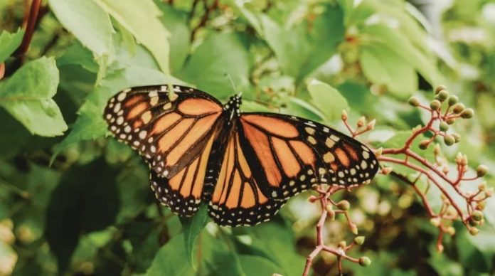 mariposa monarca