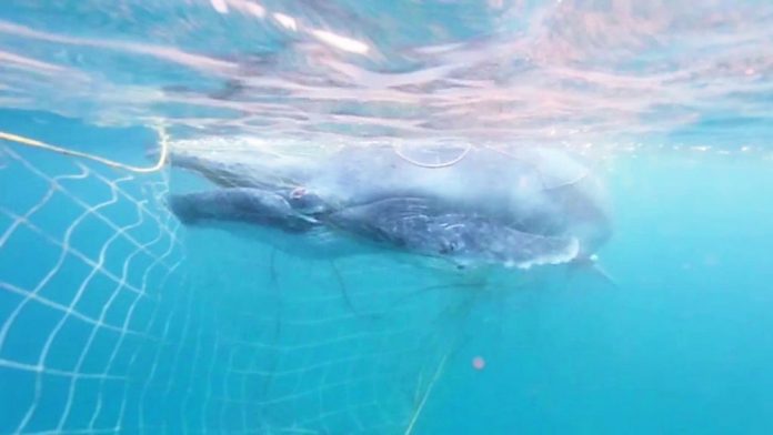 rescatan un ballenato atrapado en las redes de pesca