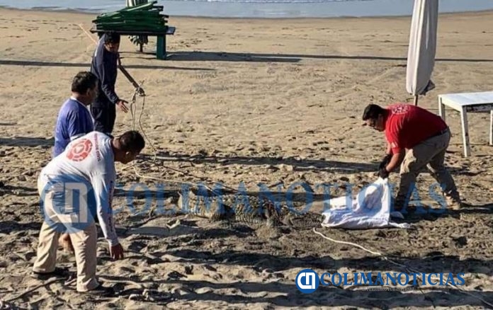 Captura PC Manzanillo a cocodrilo que paseaba en playa de Miramar 2