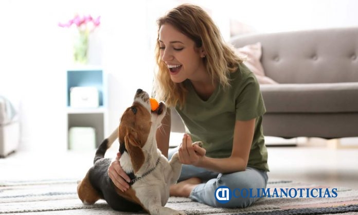 Cuidados con las mascotas