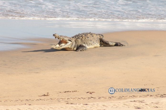 cocodrilo en playa de Miramar