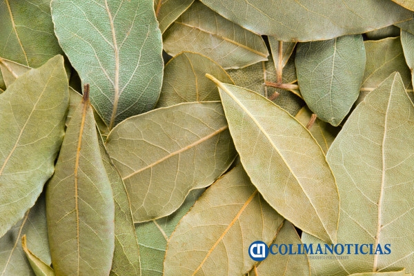 hoja de laurel