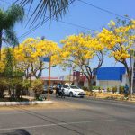 primavera arboles villa de alvarez
