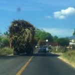 productores de azucar
