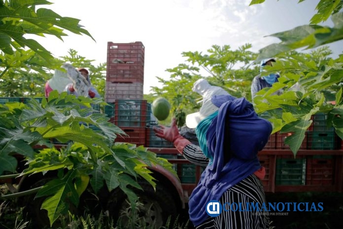 trabajadores campo