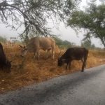 ganado en colima