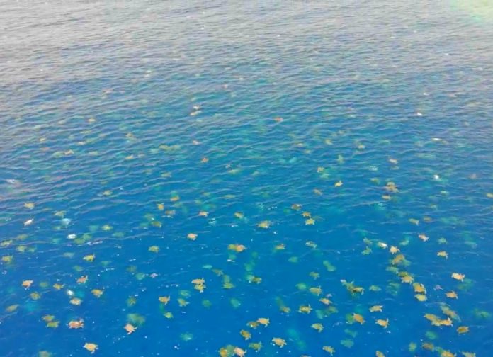 miles de tortugas en australia