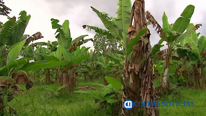plantas de banano