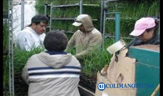 trabajadores agricolas PTAT