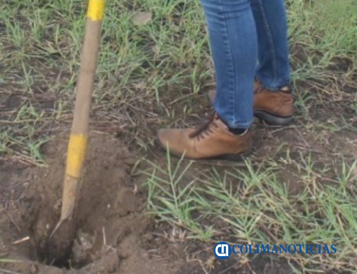 Gobierno del Estado presenta programa de Reforestación 2020 para Colima