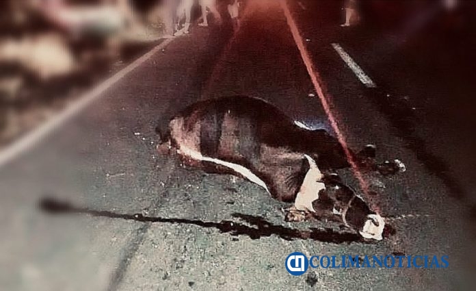 accidente por vaca