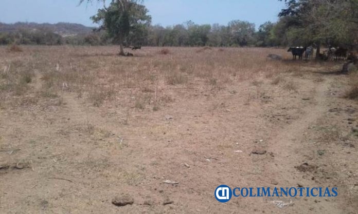 campo