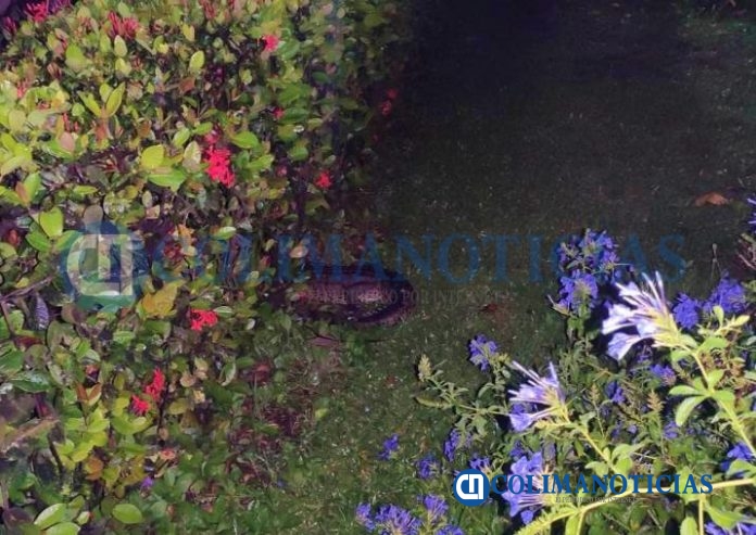 captura cocodrilo durante la madrugada