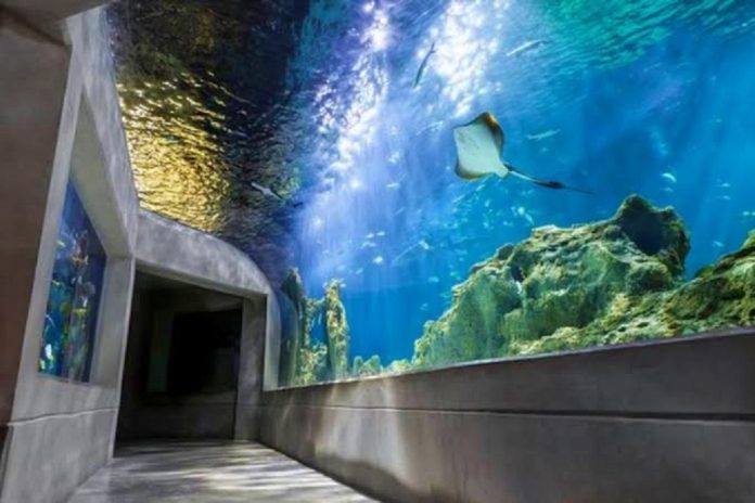 Acuario Michin