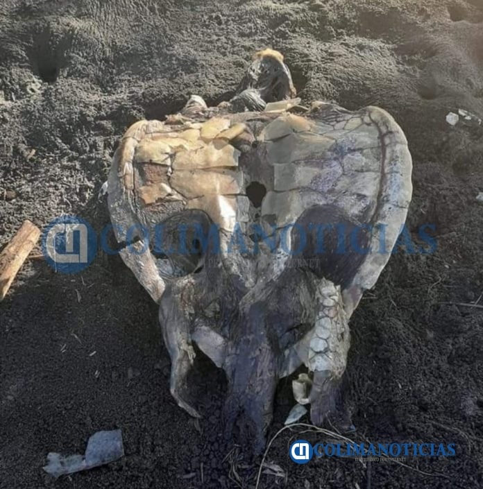 Aparecen 12 tortugas muertas en El Chupadero, Tecomán