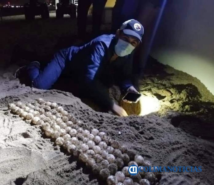 Logró campamento tortugario resguardar 78 nidos en julio