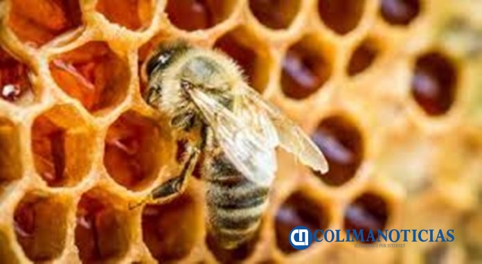 abeja miel propóleo