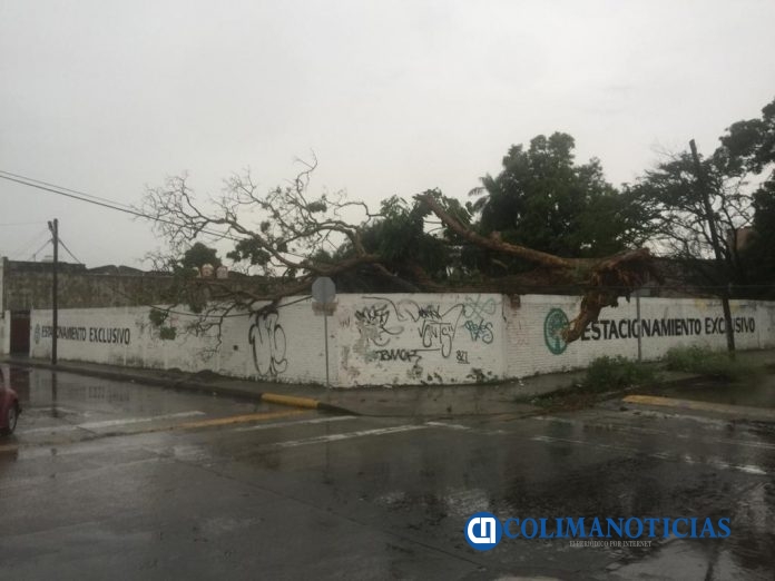caida de arboles por lluvia
