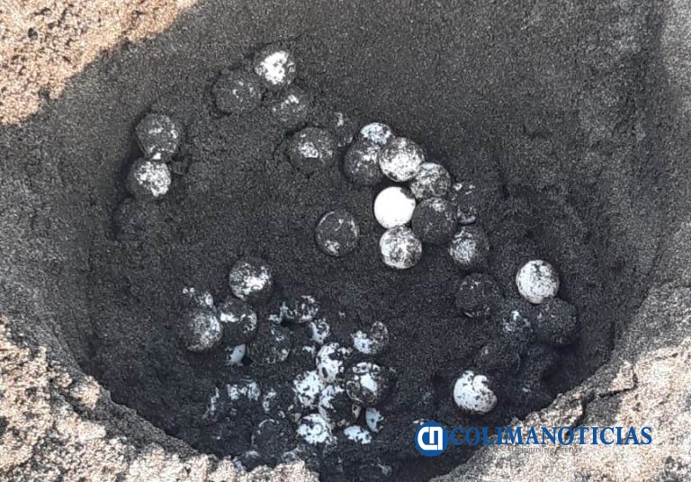 Resguarda la Semar 27 nidos de tortuga Golfina, en Manzanillo
