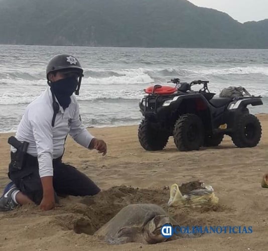 huevos de tortuga