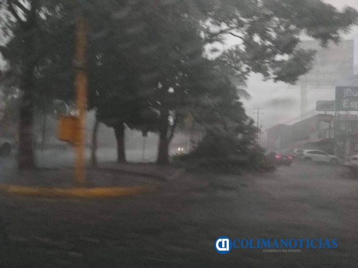 lluvias árbol caído