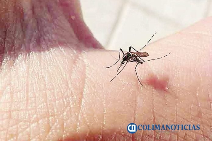 mosquito dengue