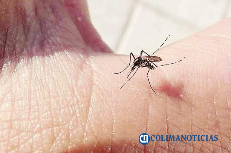 Colima durante el primer semestre de año se ha mantenido libre de Dengue