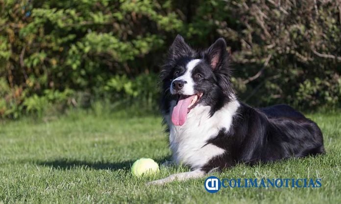 perro border-collie-a