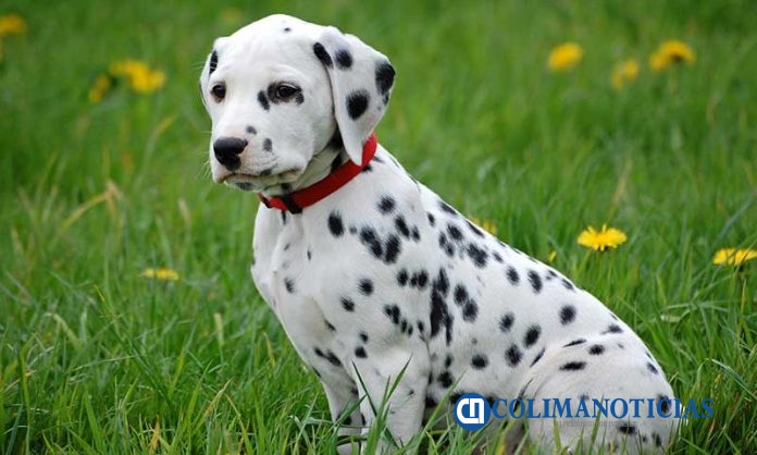 perro dalmata-a