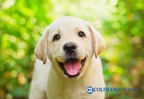 perro labrador-retriever