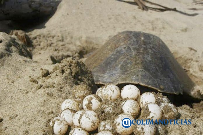 tortugas marinas