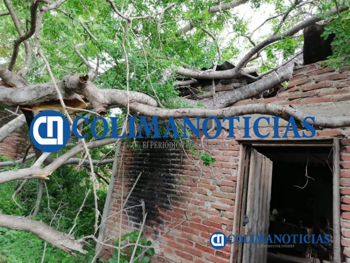 En Armería cae árbol a vivienda