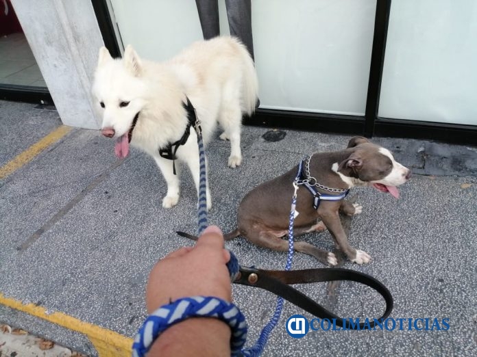 Realizan campaña de vacunación antirrábica a perros y gatos