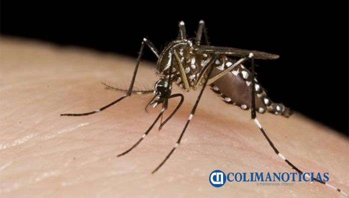 mosquito dengue