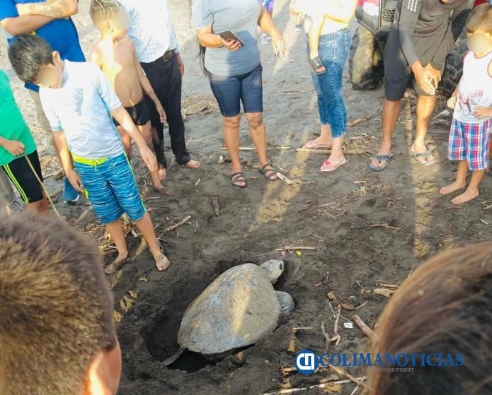 tortuga