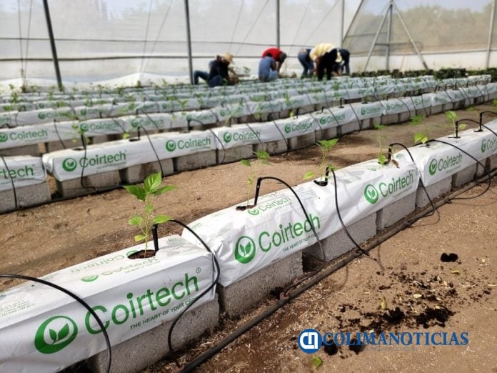 Desarrollan métodos novedosos para cultivar papaya y chile con poca agua_a