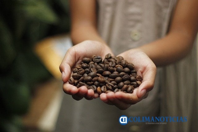 productores de café del estado