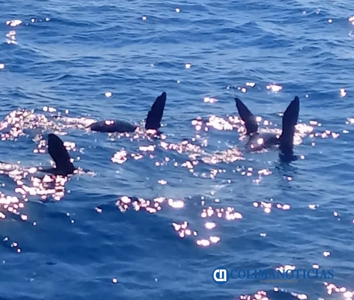 Focas en Manzanillo 1